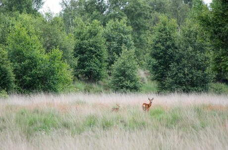 Reegeit met 2 kalfjes