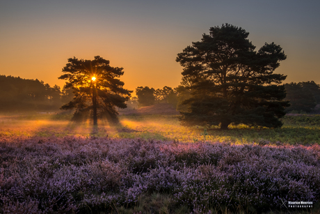 De Brunssummerheide bij zonsopkomst