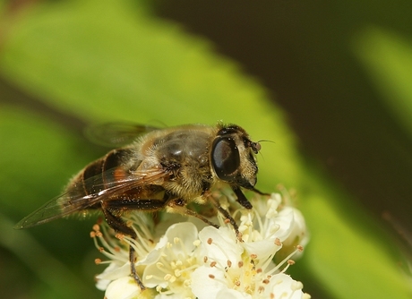 Kaatje en het kleine insektenboek