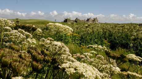 field of flowers