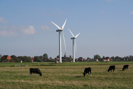 koeien en windmolens