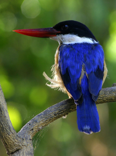 King fisher