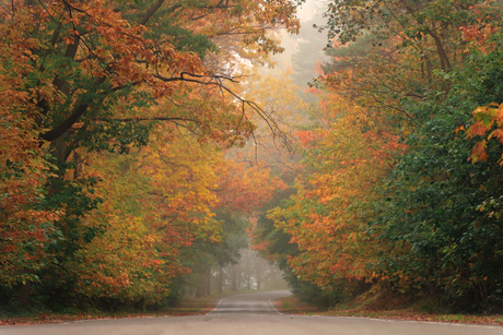 Bosweggetje in de herfst te Bergen op Zoom