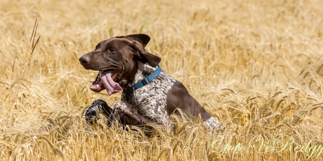 fun in het veld