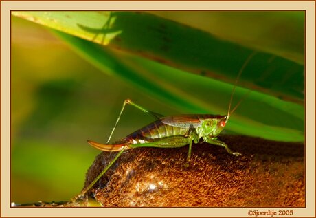 Gewoon Spitskopje - Conocephalus dorsalis