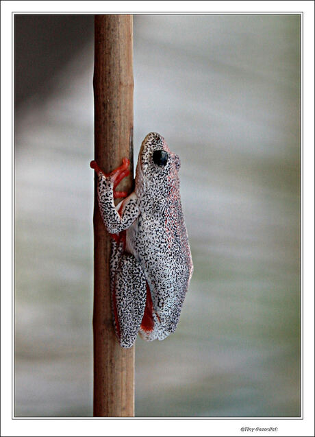 Red painted frog