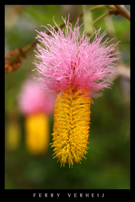 Macro natuur