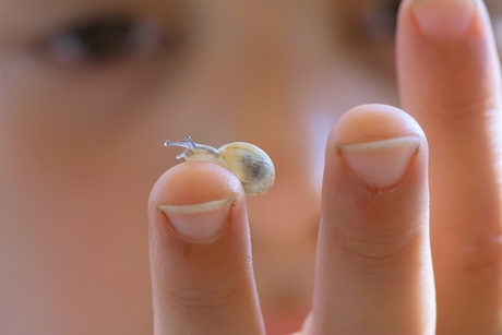 Baby Snail