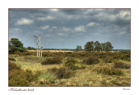 Kalmthoutse heide