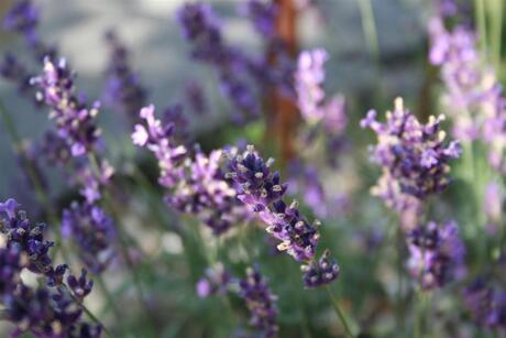 Lavendel in de tuin.