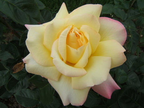 Yellow Rose