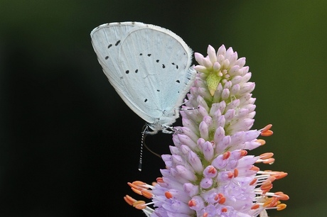 Vlinder in de voortuin