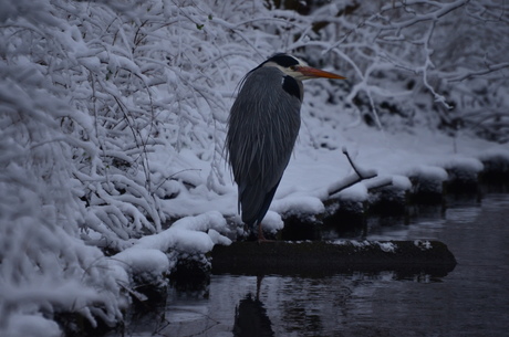 Reiger in de kou