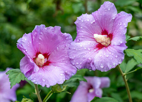 Druppels met bloemen