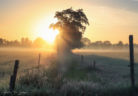 sunny start