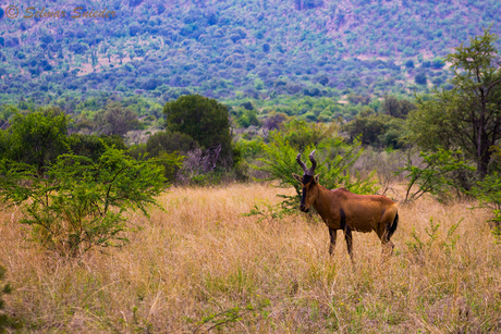 Red hartebeest