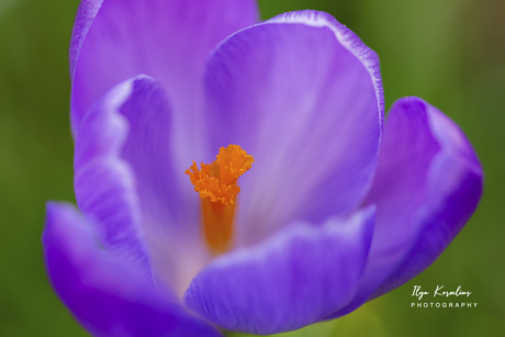 Macro van een krokus