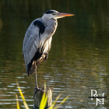 Reiger op de uitkijk 