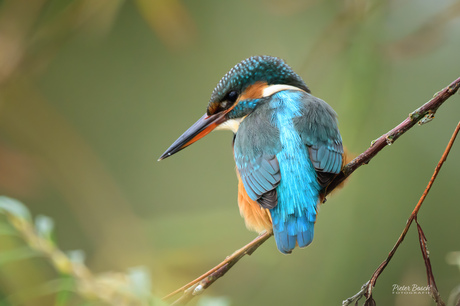 IJsvogel op de uitkijk
