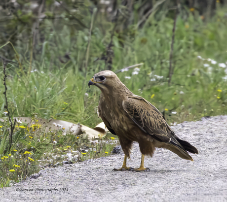 Arendbuizerd