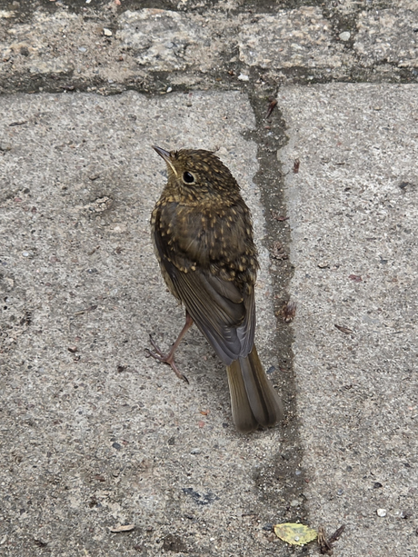 Musje vogel vogeltje op straat