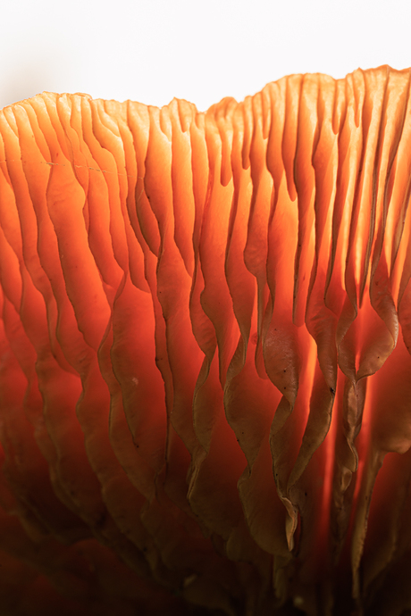 Close-up van een paddenstoel van onderaf