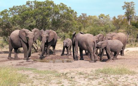 Olifanten in Zuid-Afrika