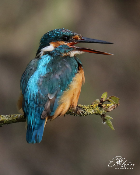 IJsvogel