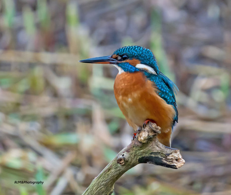 De IJsvogel.