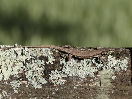 Lazy sun(ny)day afternoon