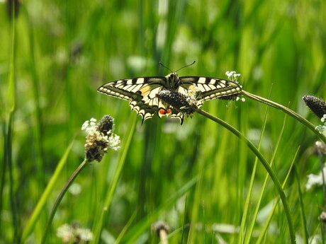 Koninginnenpage (papillio machaon)