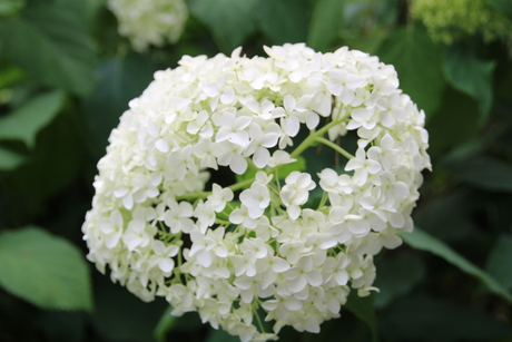 Hortensia "Hydrangea arborescens (o.a. Annabelle)"