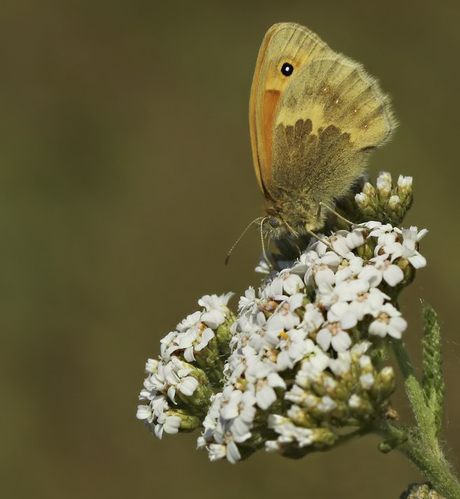 Hooibeestje op duizendblad.
