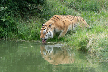 tijger