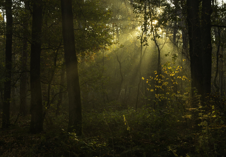 Regen van zonnestralen