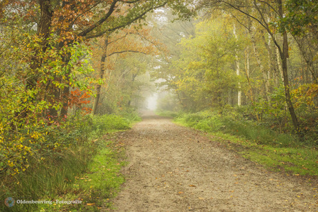 Mistige ochtend in het bos 