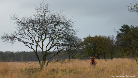 De natuur in bij Havelte