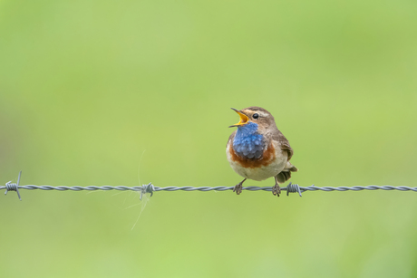 Uit volle (blauw)borst