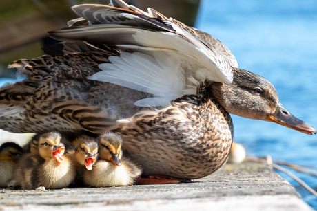 Pulletjes in het zonnetje op de steiger!