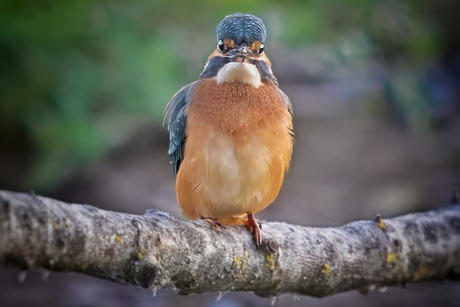 Ijsvogel