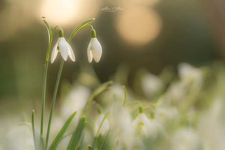Sneeuwklokjes