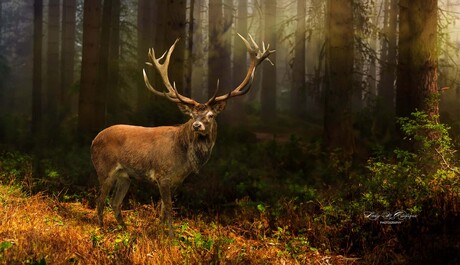 edelhert bok in het bos