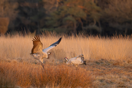 balsende kraanvogels