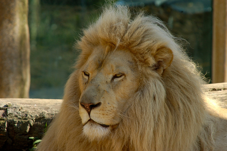 The white lion