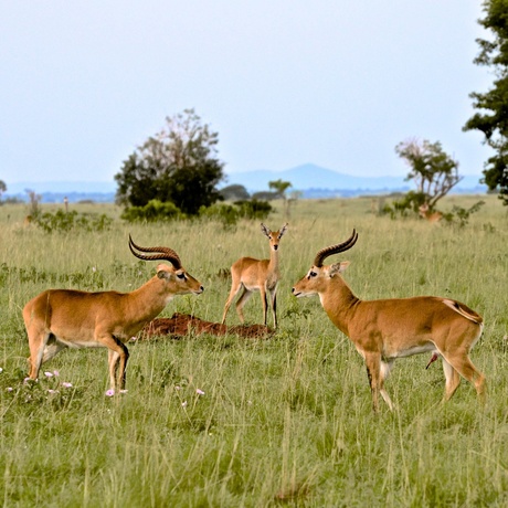 Gazelles