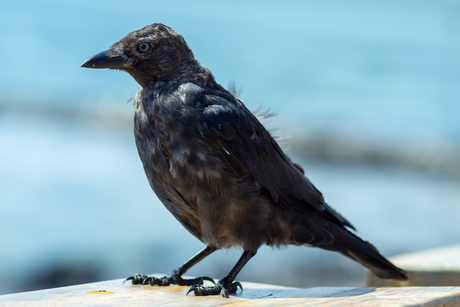 Oude 250d met metalen macrolens weer eens uit de kast gepakt.....
