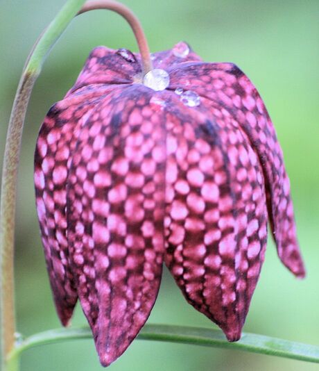 Kievitsbloem met dauwdruppels