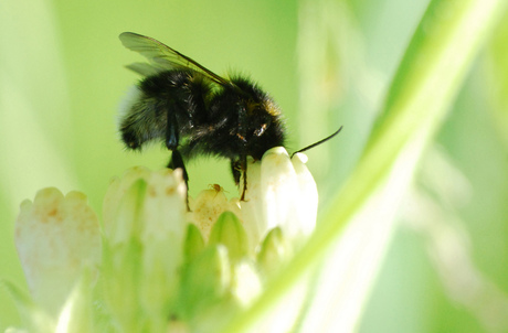 hommel