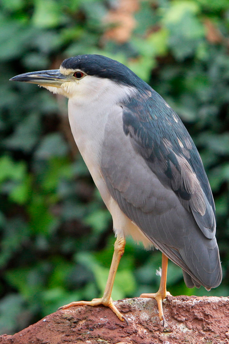 Reiger