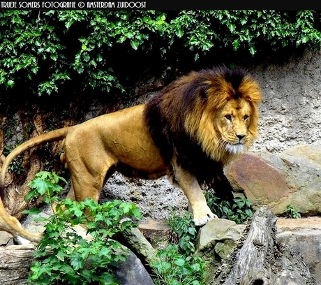 Spotlight Photo - King of the Jungle